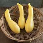 Goldfinch Summer Squash