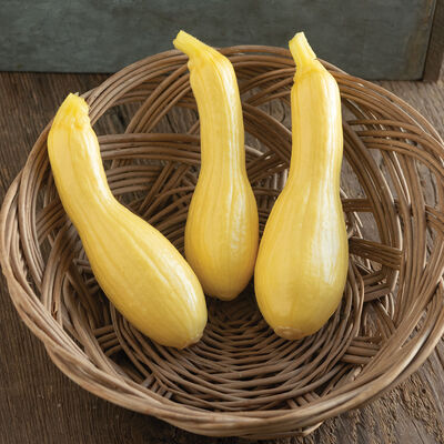 Goldfinch Summer Squash