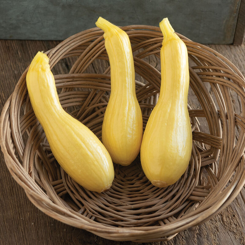 Goldfinch Summer Squash