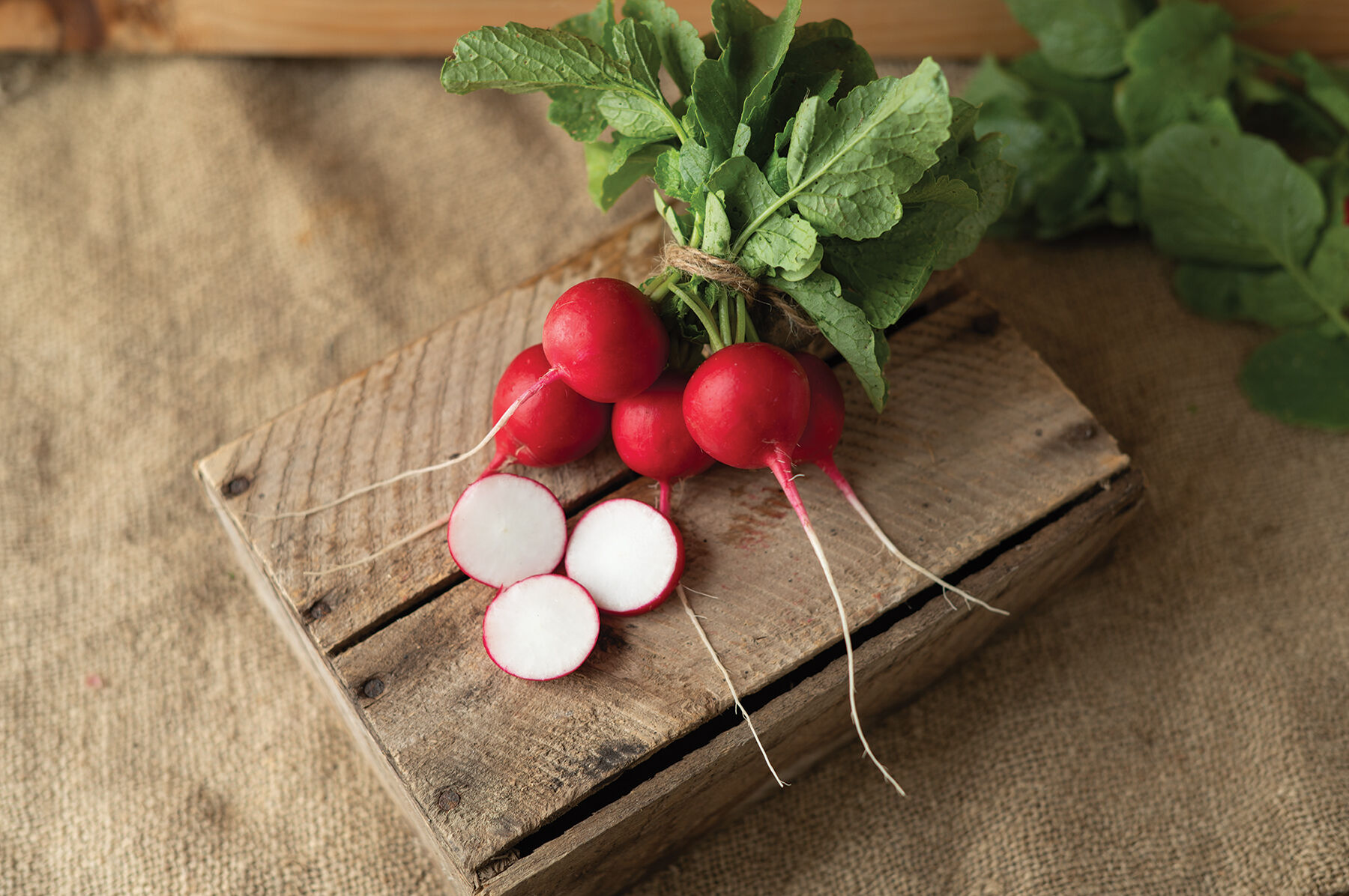 Donato - (F1) Radish Seed | Johnny's Selected Seeds