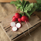 Donato Round Radishes