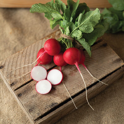 Donato Round Radishes