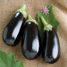 Nadia Nadia Italian Eggplants