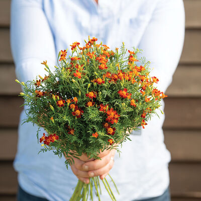 Red Gem Red Gem Marigold