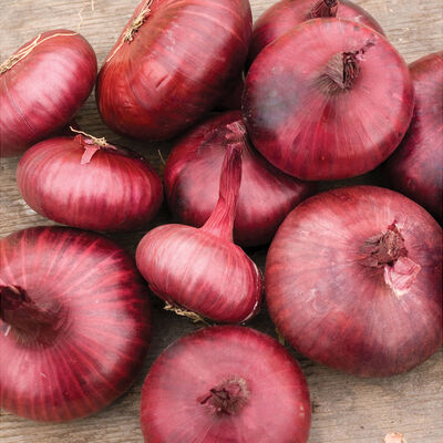 Red Geneva Cipollini Onions