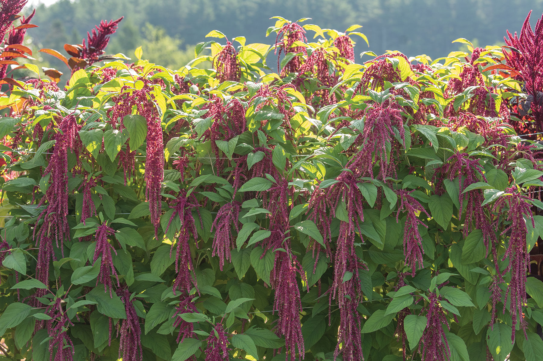 Love-Lies-Bleeding Amaranthus