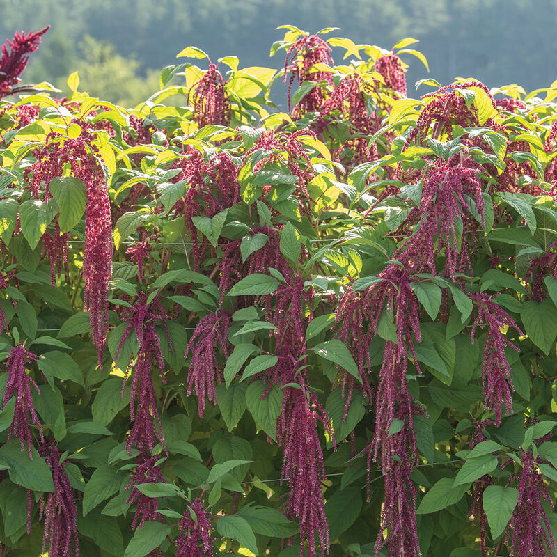 Love-Lies-Bleeding Amaranthus