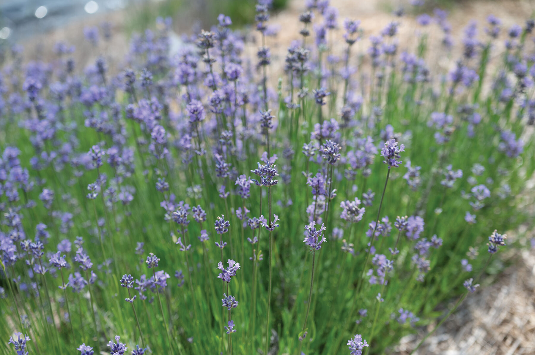 Johnny's Selected Seeds Munstead Lavender Seed - Thumbnail 2