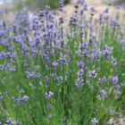 Munstead-Type Lavender