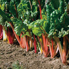 Bright Lights Swiss Chard