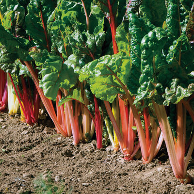 Bright Lights Swiss Chard