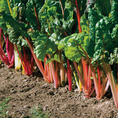 Bright Lights Swiss Chard