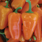 SVPS0953 Sweet Peppers