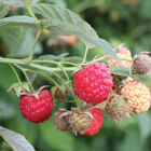 Encore Raspberry