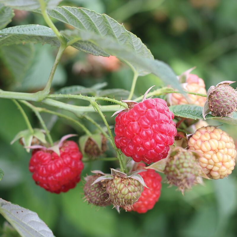 Encore Raspberry