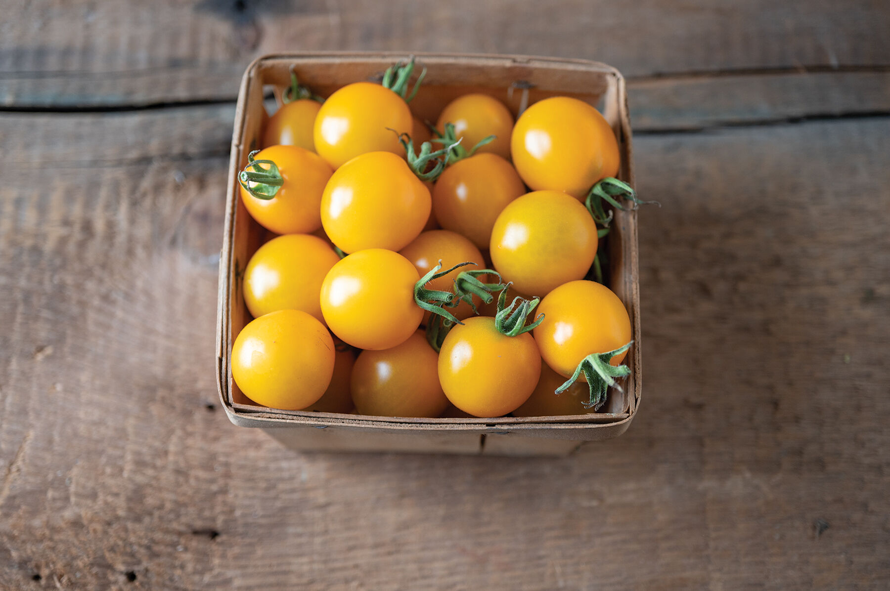 野菜 MiMi TY Yellow Mimi - (F1) Tomato Seed | Johnny's Selected Seeds