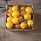 TY Yellow Mimi Cherry Tomatoes