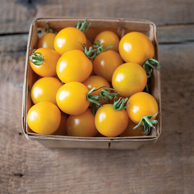 TY Yellow Mimi Cherry Tomatoes