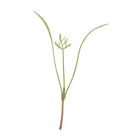 Fennel, Green Microgreen Herbs