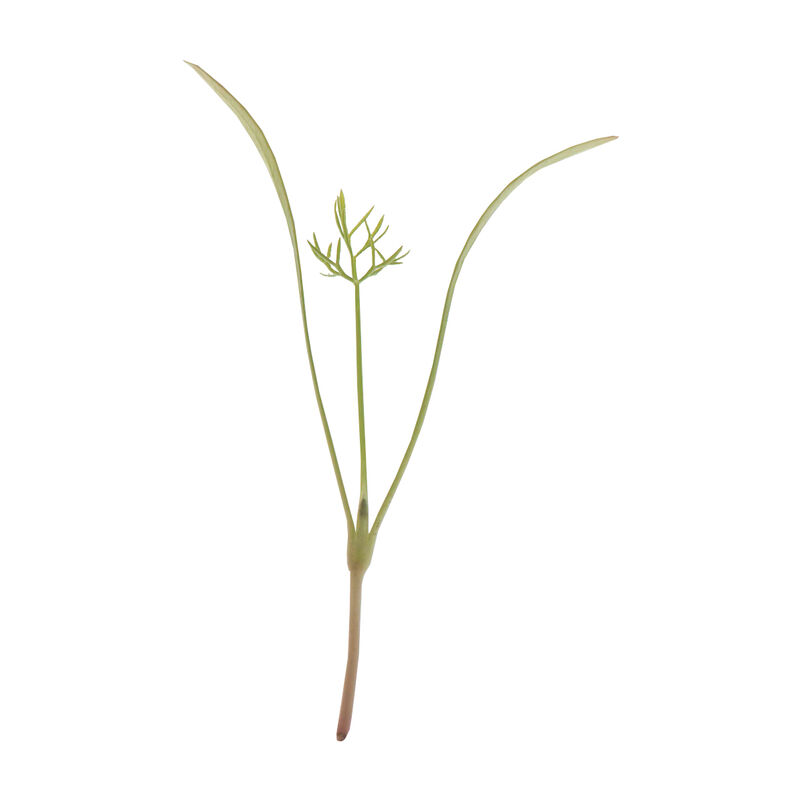 Fennel, Green Microgreen Herbs