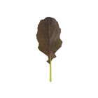 Red Kingdom Asian Greens