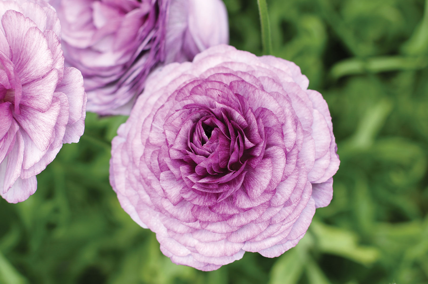Flower Varieties in Antique Shades | Johnny's Selected Seeds