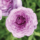 Romance&trade; Cottun&reg; Ranunculus