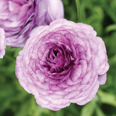 Romance&trade; Cottun&reg; Ranunculus