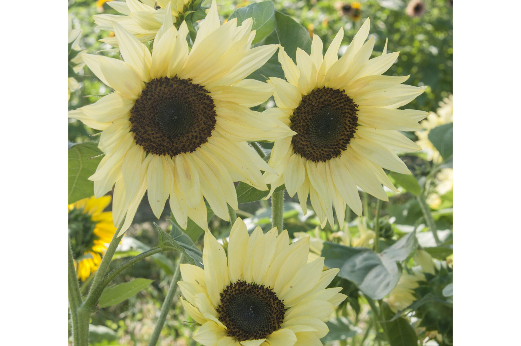Johnny&#39;s - sunflower-love  Summer Breeze Mix - Sunflower Seed | Johnny's Selected Seeds