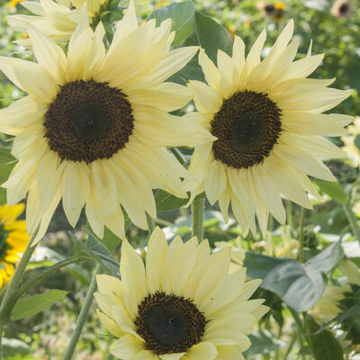 Buttercream Tall Sunflowers