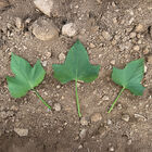 Murasaki Sweet Potatoes