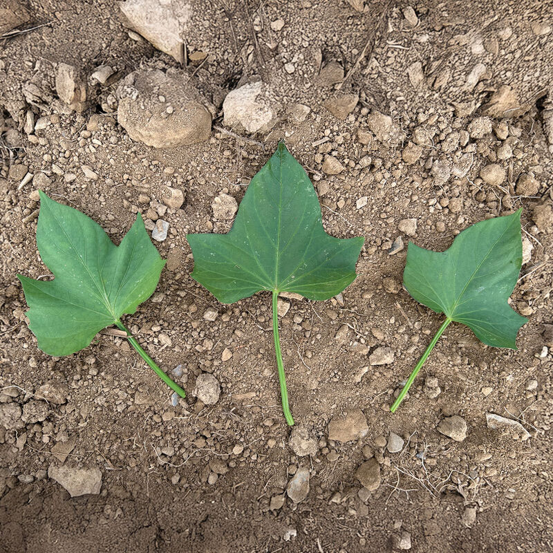 Murasaki Sweet Potatoes