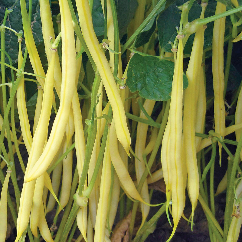 Bamako Bush Beans