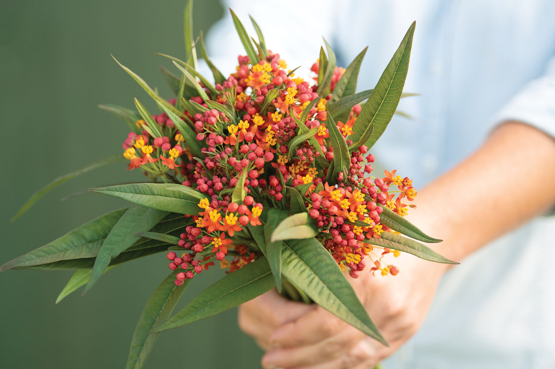 Asclepias sale