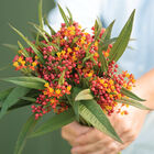 Apollo Orange Asclepias (Butterfly Weed)