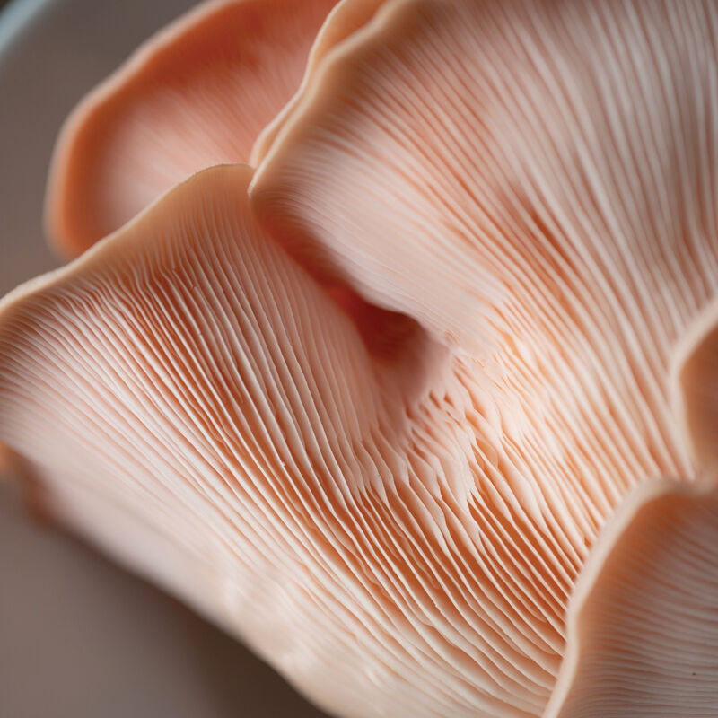 Pink Oyster 'Spray & Grow' Kit Mushrooms