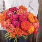 Jim Baggett's Choice Mix Zinnias