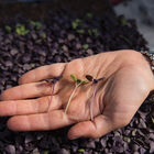 Basil, Dark Opal Microgreen Herbs
