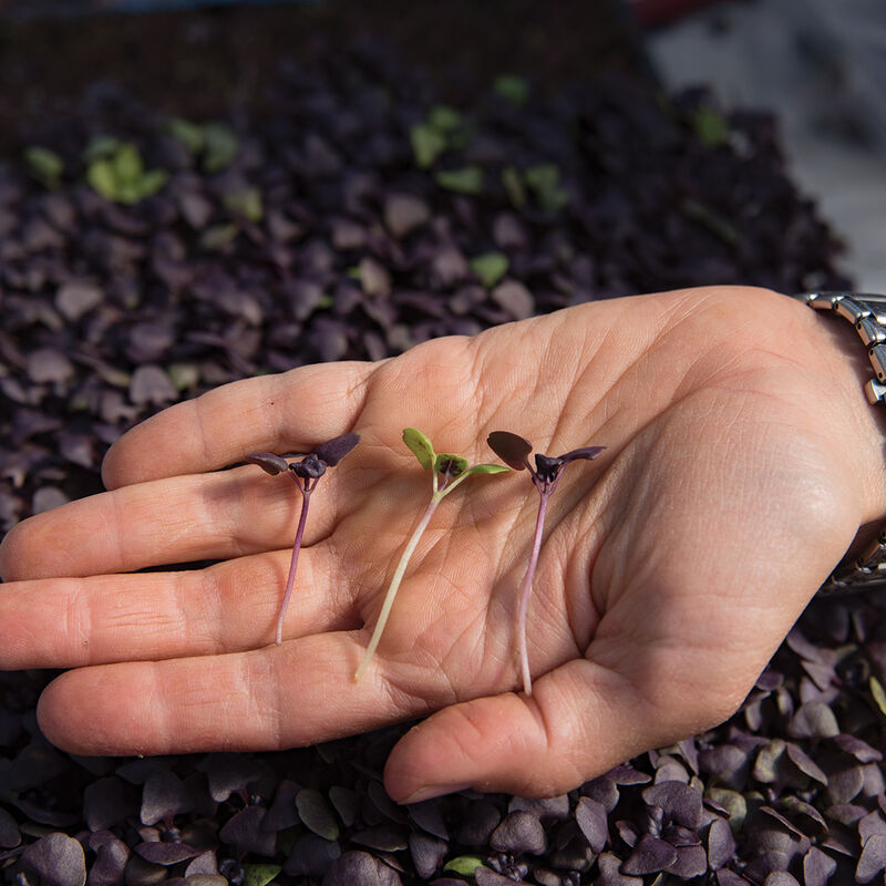 Basil, Dark Opal Microgreen Herbs