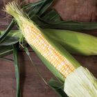 Superb MXR Sweet Corn