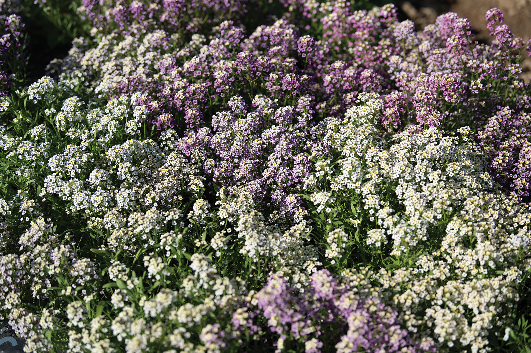 Johnny's Selected Seeds Alyssum Seed