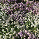 Wandering Mixture Alyssum