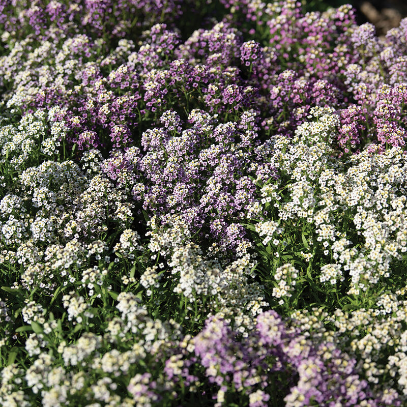 Wandering Mixture Alyssum