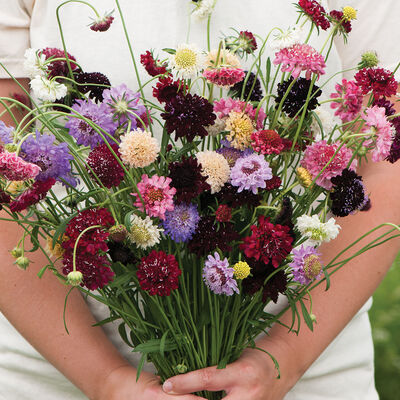 Pincushion Mix Scabiosa (Pincushion Flower)