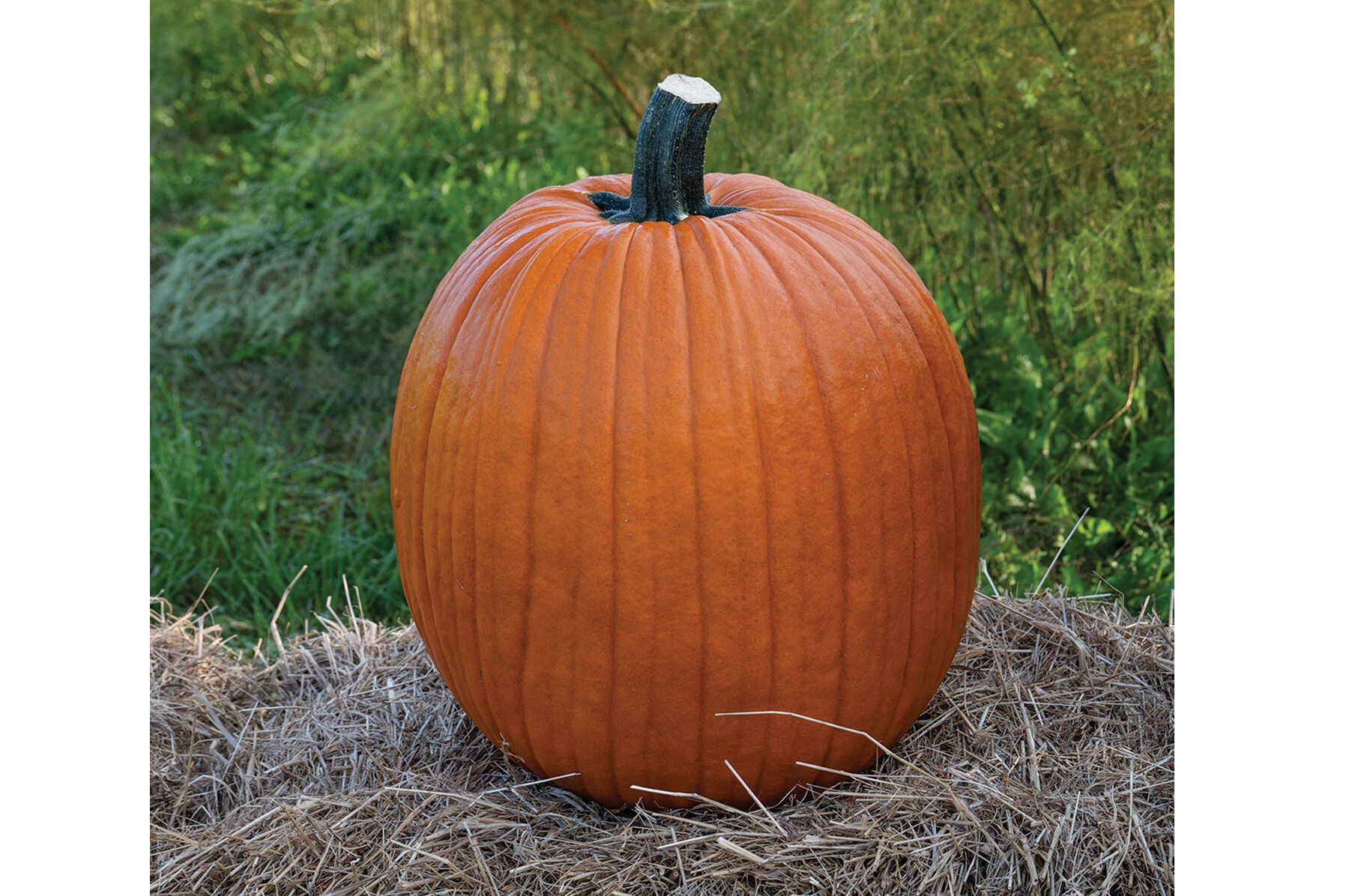 Champion - (F1) Pumpkin Seed | Johnny's Selected Seeds