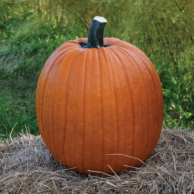 Champion Champion Jack-o-Lanterns