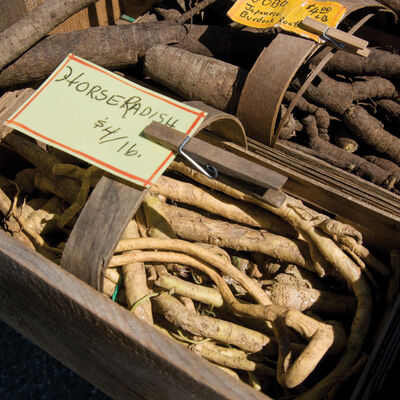 Horseradish Horseradish