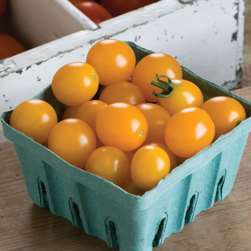 Yellow Mini Cherry Tomatoes