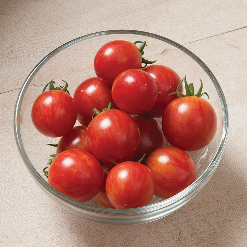 Pink Bumble Bee Specialty Tomatoes