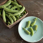 PLS 141 Snap Peas